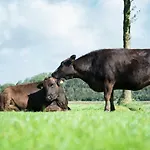 Wagyu Farm Hof Holtmann *